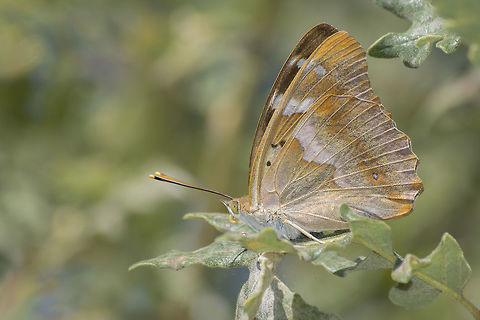 Apatura ilia Apatura ilia, one of the most beautiful Nymphalidae that i ever seen, and the most difficult to capture from top view... Apatura ilia,Butterfly,Nymphalidae,biodiversity,insects,lepidoptera