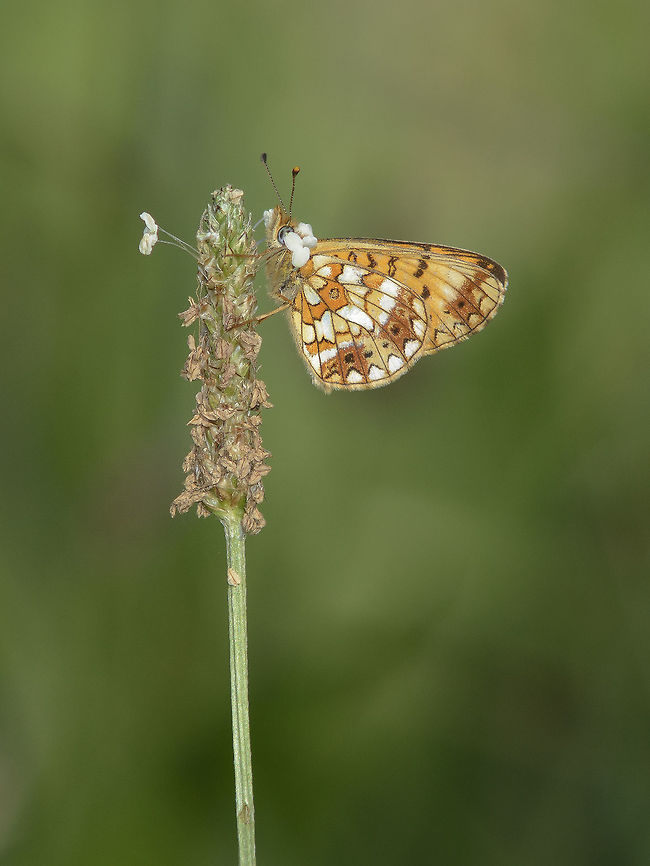 Boloria selene Boloria selene, lateral view.<br />
<br />
Top view <br />
<figure class="photo"><a href="https://www.jungledragon.com/image/33847/boloria_selene.html" title="Boloria selene"><img src="https://s3.amazonaws.com/media.jungledragon.com/images/2527/33847_thumb.jpg?AWSAccessKeyId=05GMT0V3GWVNE7GGM1R2&Expires=1767225610&Signature=OSpgMDXpzYT%2Fl66E4XiYKp1wlTo%3D" width="114" height="152" alt="Boloria selene Boloria selene, Top view. Boloria selene,Silver-bordered fritillary,Small pearl-bordered fritillary,biodiversity,butterfly,insects,lepidoptera,nymphalidae" /></a></figure> Boloria selene,Small pearl-bordered fritillary orSilver-bordered fritillary,biodiversity,butterfly,insects,lepidoptera,nymphalidae