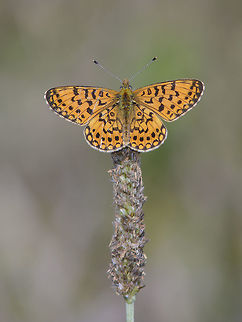 Boloria selene Boloria selene, Top view. Boloria selene,Silver-bordered fritillary,Small pearl-bordered fritillary,biodiversity,butterfly,insects,lepidoptera,nymphalidae