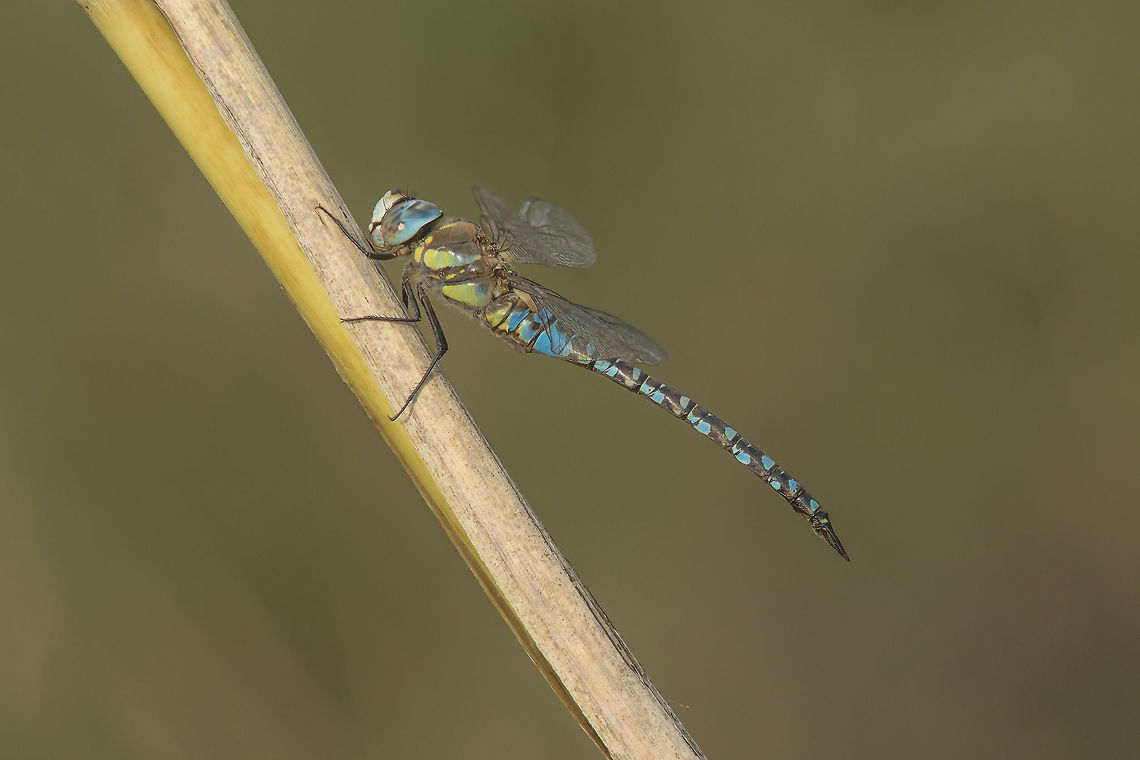 Aeshna mixta Aeshna mixta, adult male. Captured at the end of the day, almost at sunset, this dragonfly stood on a branch for a portrait session. Even with all the time in the world and both feet in the water I realize how hard it was to get a subject in focus, especially when working with an old Nikkor 80-200mm f/4.5 lens with an extension ring attached, and no tripod in the story... Correct aperture: f/8 | 200mm Aeshna mixta,Migrant Hawker,aeshnidae,animal portraits,animalia,anisoptera,arthropoda,biodiversity,insecta,odonata