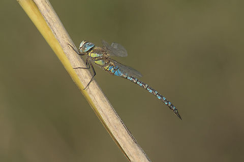 Aeshna mixta Aeshna mixta, adult male. Captured at the end of the day, almost at sunset, this dragonfly stood on a branch for a portrait session. Even with all the time in the world and both feet in the water I realize how hard it was to get a subject in focus, especially when working with an old Nikkor 80-200mm f/4.5 lens with an extension ring attached, and no tripod in the story... Correct aperture: f/8 | 200mm Aeshna mixta,Migrant Hawker,aeshnidae,animal portraits,animalia,anisoptera,arthropoda,biodiversity,insecta,odonata