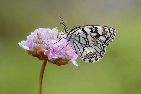 Melanargia ines Melanargia ines on Armeria pungens. Melanargia ines,biodiversity,butterfly,insects,lepidoptera,melanargia ines,nymphalidae,satyrinae