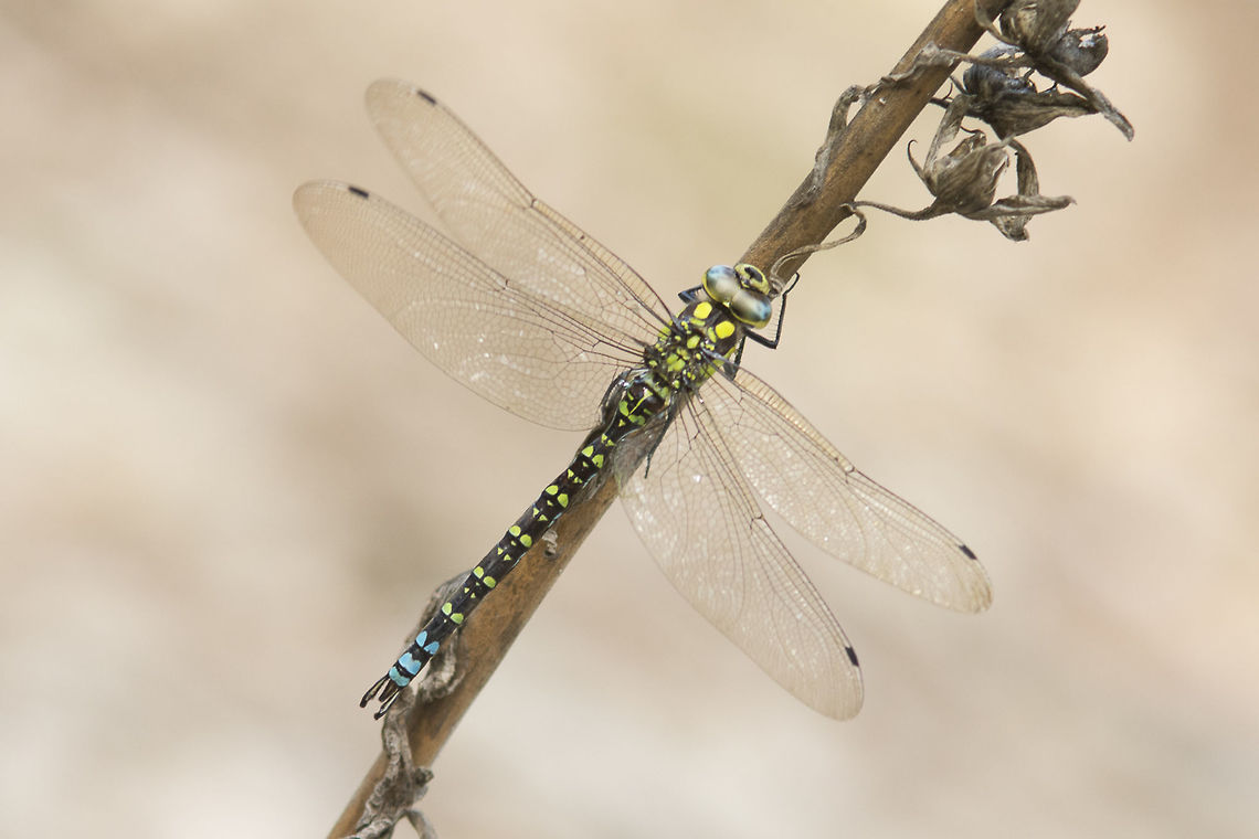 Aeshna cyanea Aeshna cyanea, adult male. Aeshna cyanea,Southern Hawker,aeshnidae,animalia,anisoptera,arthropoda,biodiversity,insecta,odonata