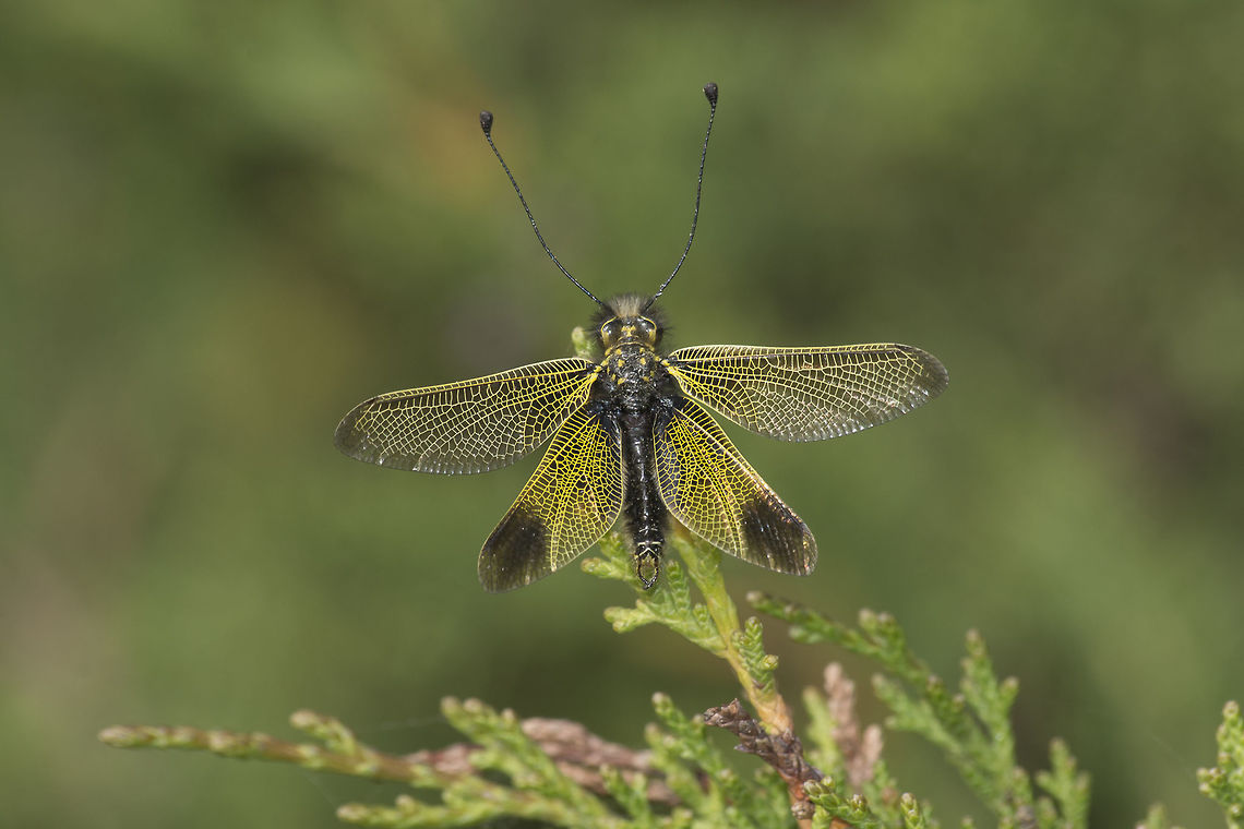 libelloides ictericus libelloides ictericus, adult male. Animalia,Arthropoda,Ascalaphidae,Ascalaphinae,Hexapoda,Insecta,Libelloides,Libelloides ictericus,Myrmeleontiformia,Neuroptera