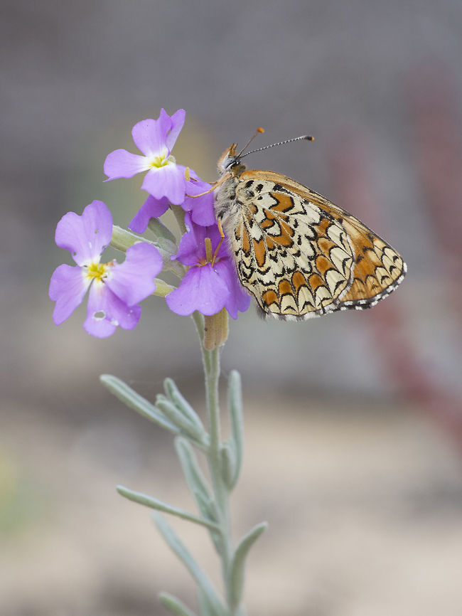 Melitaea phoebe Melitaea phoebe Melitaea phoebe,biodiversity,butterfly,insects,lepidoptera,nymphalidae,rhopalocera