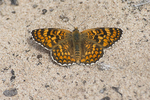 Melitaea phoebe Melitaea phoebe Melitaea phoebe,biodiversity,butterfly,insects,lepidoptera,nymphalidae,rhopalocera