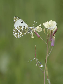 Euchloe crameri Euchloe crameri Euchloe crameri,Western dappled white,arthropoda,biodiversity,butterfly,hexapoda,insects,lepidoptera,pieridae,rhopalocera