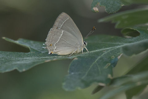 Neozephyrus quercus Neozephyrus quercus Neozephyrus quercus,Purple hairstreak