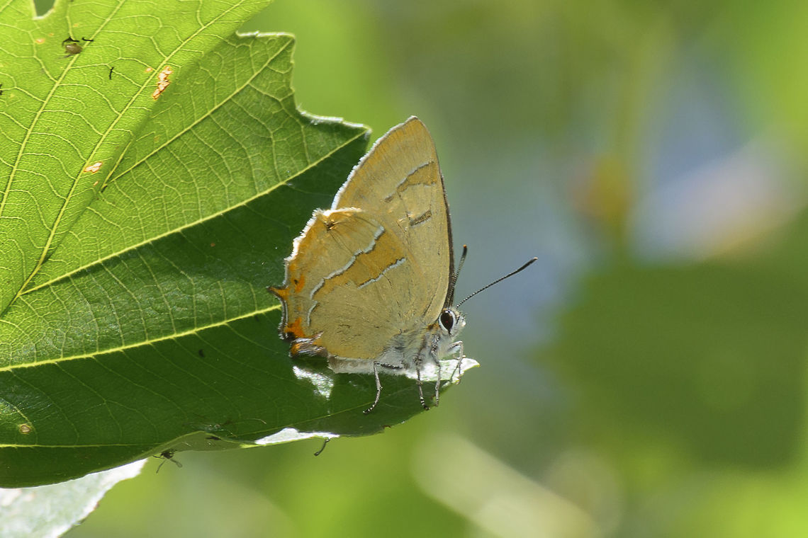 Thecla betulae Thecla betulae. Most difficult to spot because it makes tree topping, this Lycaenidae butterfly is one of the most beautiful and desired butterfly to capture in photo. The best photo that I have is this one. It presents some wing defects and some signs of age. The best chance to capture it is when in oviposition, on when male are in patrol near Prunus spinosa plant... Probably next year I will have a better chance to capture it properly in photo. Brown hairstreak,Thecla betel,biodiversity,butterfly,hexapoda,insects,lycaenidae,rhopalocera