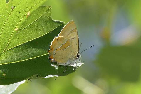 Thecla betulae Thecla betulae. Most difficult to spot because it makes tree topping, this Lycaenidae butterfly is one of the most beautiful and desired butterfly to capture in photo. The best photo that I have is this one. It presents some wing defects and some signs of age. The best chance to capture it is when in oviposition, on when male are in patrol near Prunus spinosa plant... Probably next year I will have a better chance to capture it properly in photo. Brown hairstreak,Thecla betel,biodiversity,butterfly,hexapoda,insects,lycaenidae,rhopalocera