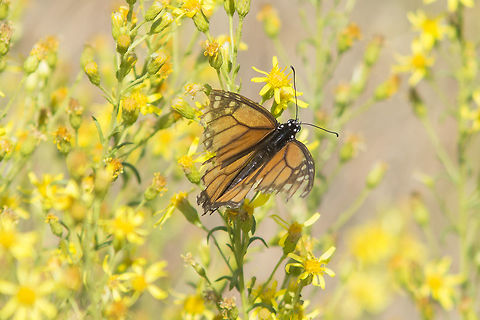 Don't fade away Danaus plexippus, old female of a small but steady resident population in south of Portugal, feeding on Senecio jacobaea L. Danaus plexippus,Monarch Butterfly,Monarch butterfly,biodiversity,butterfly,hexapoda,insects,lepidoptera,nymphalidae