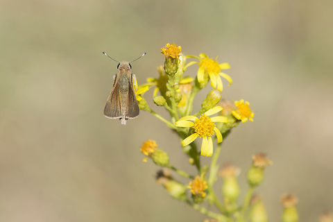 Gegenes nostrodamus Gegenes nostrodamus standing on Senecio jacobaea L. Dingy Swift,Gegenes nostrodamus,athropoda,biodiversity,butterfly,gegenes,hesperiidae,hexapoda,insects