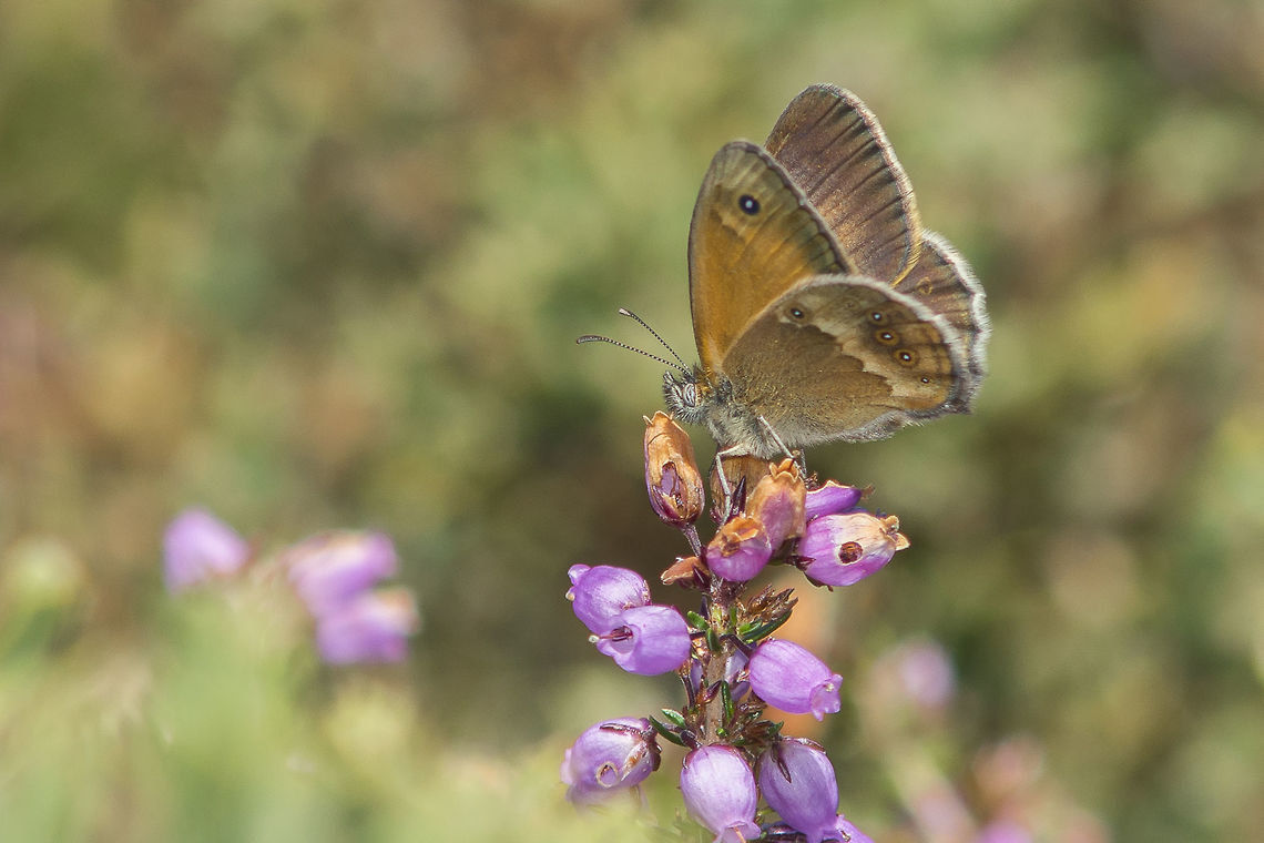 Coenonympha dorus Coenonympha dorus feeding on Ericaeae, Erica umbellata. Animalia,Coenonympha,Coenonympha dorus,Erica umbellata,Ericaeae,Insecta,Lepidoptera,Nymphalidae,arthropoda,biodiversity,butterfly,satyrinae