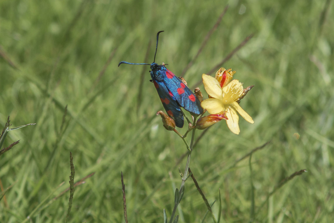 Zygaena trifolii Zygaena trifolii Five-spot Burnet,Zygaena trifolii,arthropoda,biodiversity,butterflies,heterocera,hexapoda,insecta,insects,lepidoptera,moth,zygaenidae