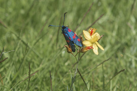 Zygaena trifolii Zygaena trifolii Five-spot Burnet,Zygaena trifolii,arthropoda,biodiversity,butterflies,heterocera,hexapoda,insecta,insects,lepidoptera,moth,zygaenidae
