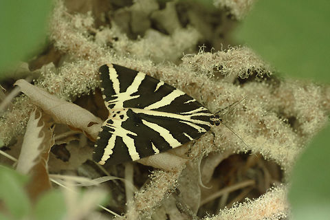 Euplagia quadripunctaria Euplagia quadripunctaria, protected species for the Habitats Directive. Erebidae,Euplagia quadripunctaria,arthropoda,biodiversity,habitats directive,heterocera,hexapoda,insecta,insects,lepidoptera,moth