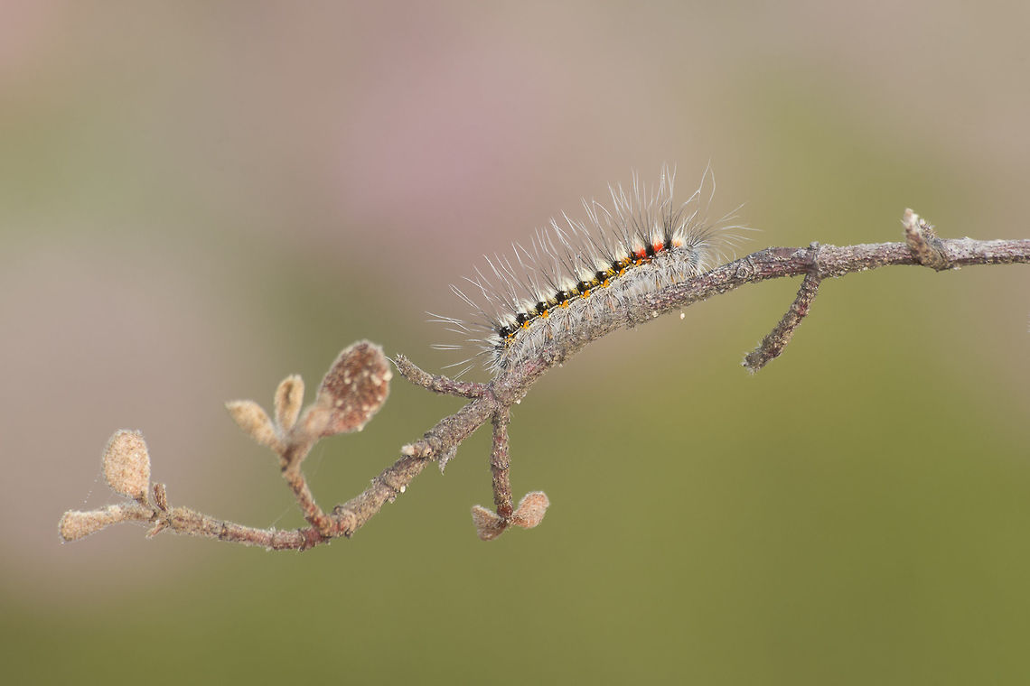 Psilogaster loti Psilogaster loti, early larvae stage. Dispersion. Psilogaster loti,arthropoda,biodiversity,butterfly,heterocera,hexapoda,insects,larvae,lepidoptera,moth