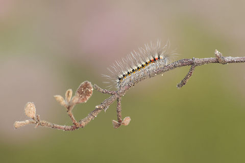 Psilogaster loti Psilogaster loti, early larvae stage. Dispersion. Psilogaster loti,arthropoda,biodiversity,butterfly,heterocera,hexapoda,insects,larvae,lepidoptera,moth