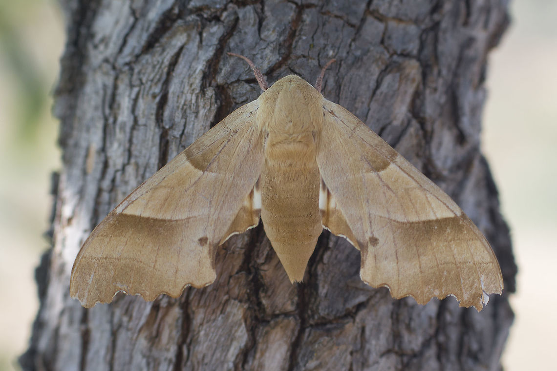 Marumba quercus Marumba quercus, adult female. Marumba quercus,arthopoda,heterocera,hexapoda,insecta,insects,lepidoptera,moth,sphingidae