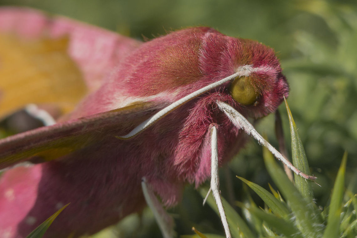Deilephila porcellus Deilephila porcellus. Deilephila porcellus,Moth Week 2018,arthopoda,heterocera,hexapoda,insecta,insects,lepidoptera,moth,sphingidae