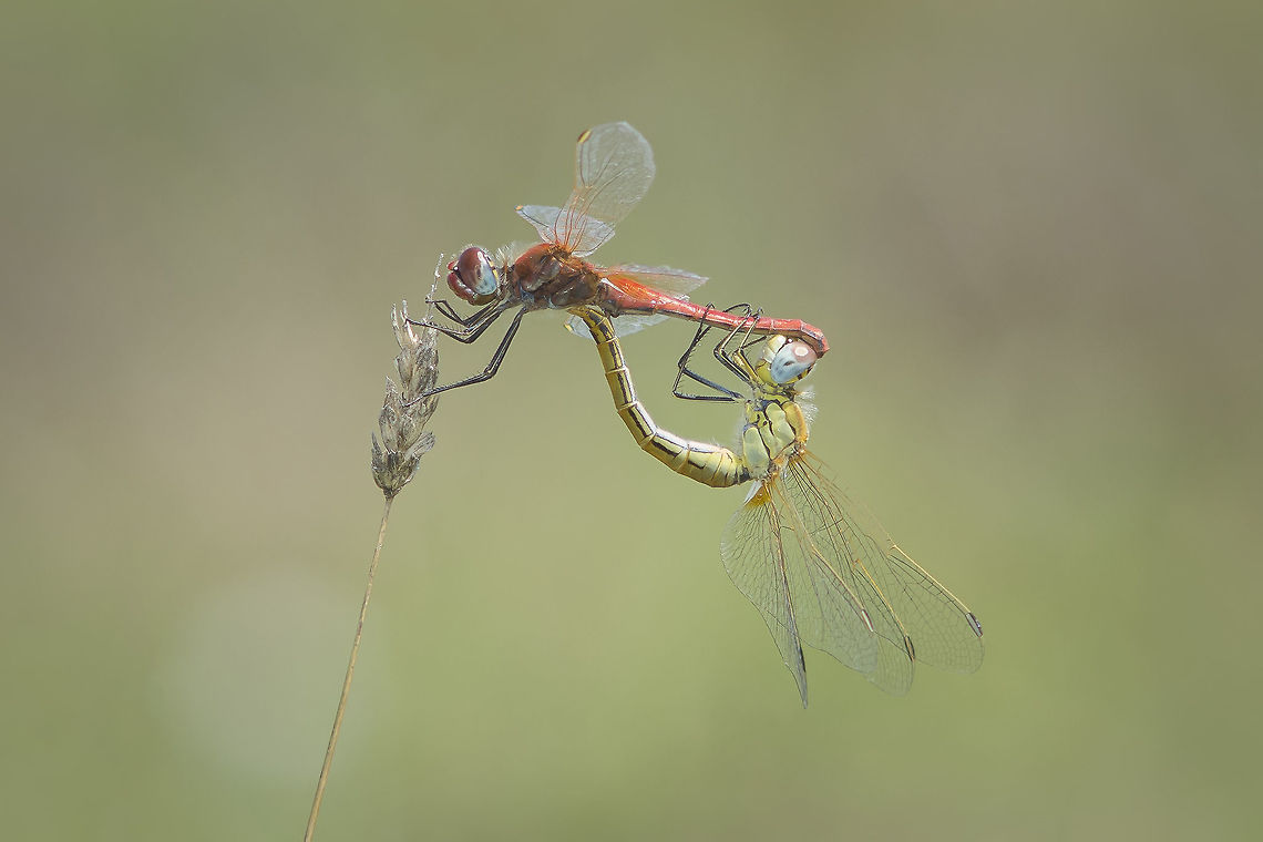One in a million Sympetrum fonscolombii, mating wheel. Last year I had a chance to capture this frame amidst several hundreds that were flying that day, one day in the migration of Sympetrum fonscolombii, the Nomad dragonfly. Sympetrum fonscolombii,animalia,anisoptera,arthropoda,biodiversity,insecta,libellulidae,nomad,odonata,red-veined darter,reproduction