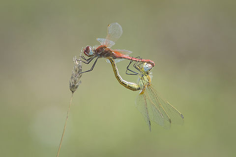 One in a million Sympetrum fonscolombii, mating wheel. Last year I had a chance to capture this frame amidst several hundreds that were flying that day, one day in the migration of Sympetrum fonscolombii, the Nomad dragonfly. Sympetrum fonscolombii,animalia,anisoptera,arthropoda,biodiversity,insecta,libellulidae,nomad,odonata,red-veined darter,reproduction