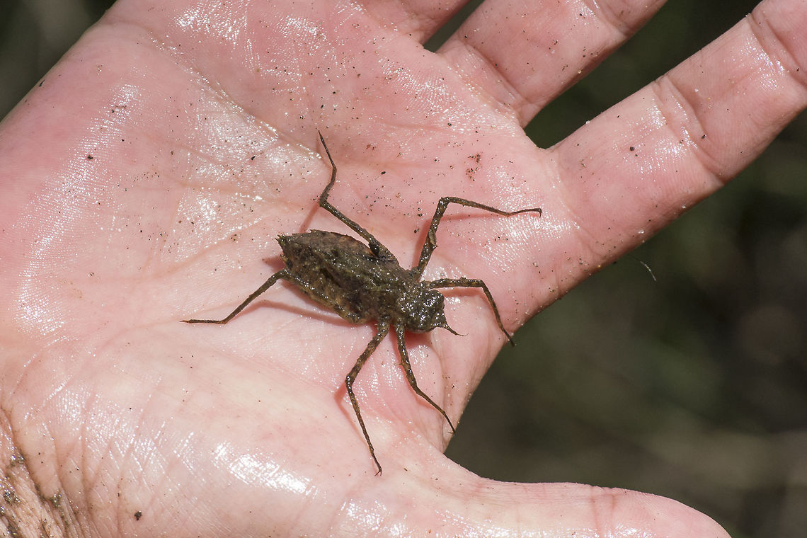 The splendid nymph Macromia splendens, last stage nymph in the hand of a great friend and odonata specialist. <br />
A quick shot, adults were flying nearby... Macromia splendens,animalia,anisoptera,arthropoda,biodiversity,habitats directive,insecta,macromia splendens,macromiidae,odonata,splendid dragonfly