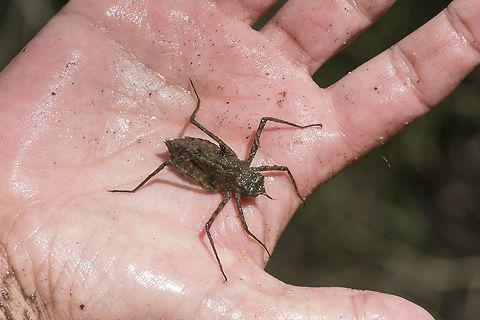 The splendid nymph Macromia splendens, last stage nymph in the hand of a great friend and odonata specialist. 
A quick shot, adults were flying nearby... Macromia splendens,animalia,anisoptera,arthropoda,biodiversity,habitats directive,insecta,macromia splendens,macromiidae,odonata,splendid dragonfly