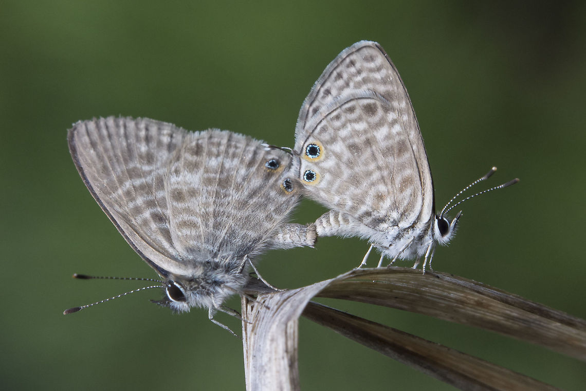 Leptotes pirithous Leptotes pirithous, copulation. Leptotes pirithous,arthropoda,biodiversity,butterfly,hexapoda,insecta,insects,lepidoptera,lycaenidae,rhopalocera