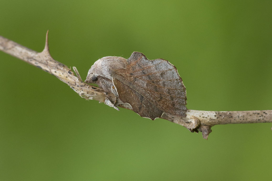 Phyllodesma ilicifolia Phyllodesma ilicifolia Moth Week 2018,Phyllodesma ilicifolia,Small lappet moth,arthropoda,biodiversity,insects,lasiocampidae,lepidoptera,moth,piranirae