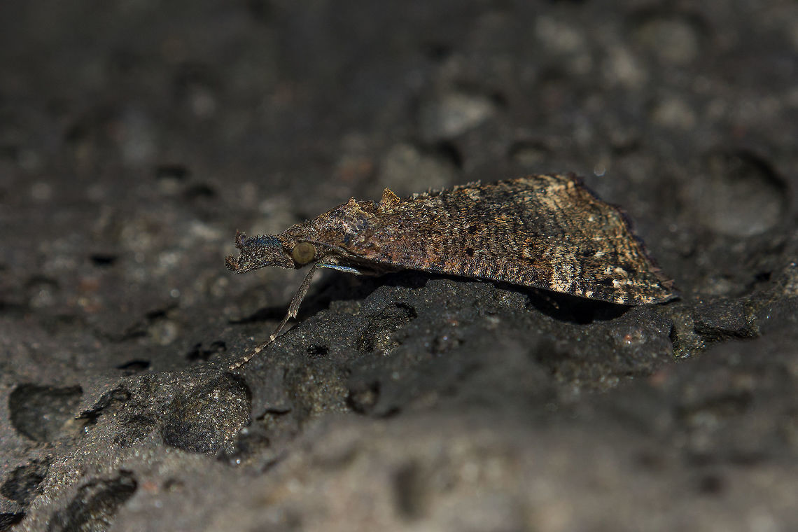 Out from the moon Hypena obsitalis Erebidae,Geotagged,Hypena obsitalis,Portugal,Winter,arthopoda,arthropoda,biodiversity,heterocera,hexapoda,hypeninae,insecta,insects,lepidoptera