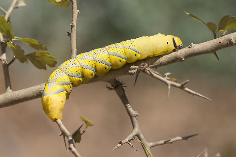 Silence of the Lambs Acherontia atropos, last stage larvae. Dispersion.

Correct EXIF: f/5.6 | 200mm | EXT I Acherontia atropos,Death's-head Hawk moth,biodiversity,heterocera,hexapoda,insecta,insects,lepidoptera,macro,moth,moth week 2018,silence of the lambs,sphingidae