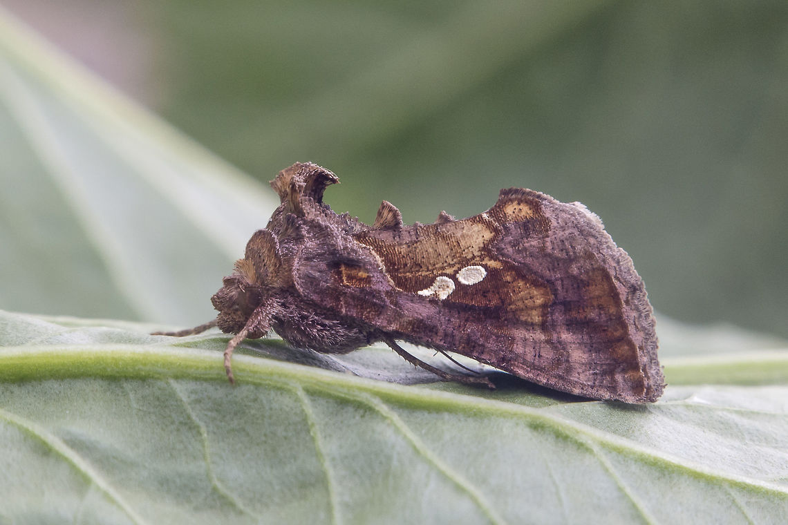 Chrysodeixis chalcites Chrysodeixis chalcites<br />
<br />
Correct EXIF: F/8 | INV. Chrysodeixis chalcites,Noctuidae,Plusiinae,Tomato Looper,arthropoda,biodiversity,heterocera,hexapoda,insects,lepidoptera,moth