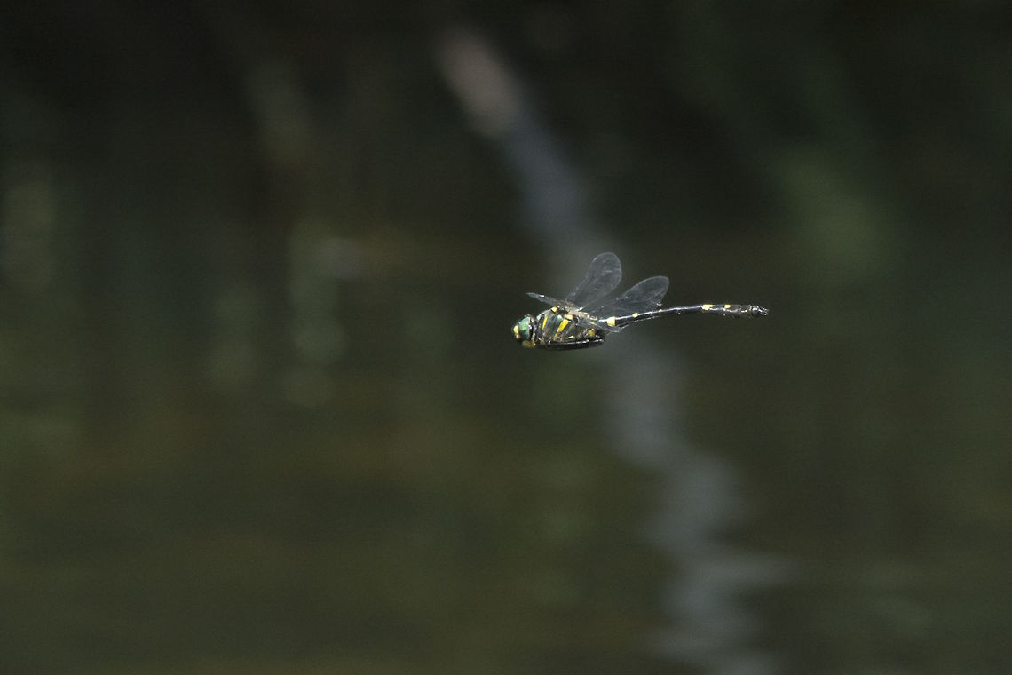 Splendid cruiser Male Macromia splendens, in flight. Waiting for 2016, till then...<br />
<br />
Correct EXIF: 200mm | EXT I Macromia splendens,animalia,anisoptera,arthropoda,biodiversity,habitats directive,insecta,macromia splendens,macromiidae,odonata,spendid cruiser,splendid dragonfly
