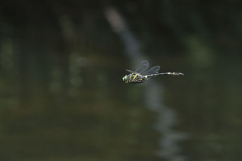 Splendid cruiser Male Macromia splendens, in flight. Waiting for 2016, till then...

Correct EXIF: 200mm | EXT I Macromia splendens,animalia,anisoptera,arthropoda,biodiversity,habitats directive,insecta,macromia splendens,macromiidae,odonata,spendid cruiser,splendid dragonfly