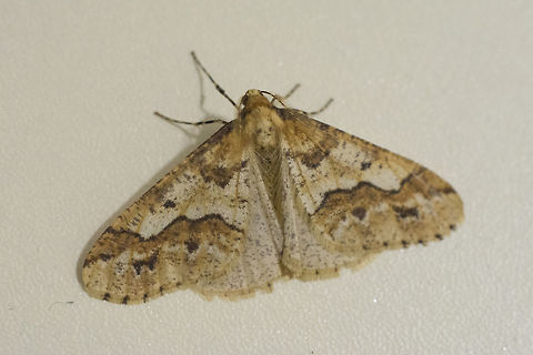 Erannis defoliaria Male Erannis defoliaria (Geometridae, Ennominae) - ID by http://www.jungledragon.com/user/651/wildflower.html 
A souvenir from Germany, at the Hahn - Frankfurt Airport. Erannis defoliaria,Fall,Geotagged,Germany,Mottled Umber,arthropoda,ennominae,geometridae,heterocera,hexapoda,insects,lepidoptera,moth
