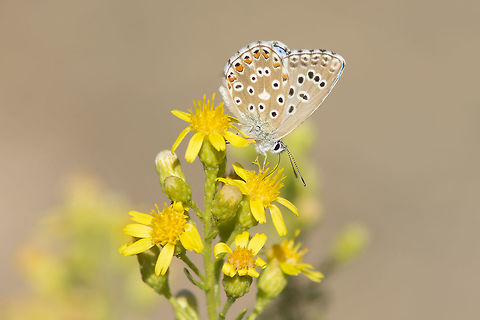 Polyommatus bellargus Polyommatus bellargus
Correct EXIF: f/5.6 | 200mm | EXT I Adonis blue,Pollyommatus bellargus,animalia,arthropoda,biodiversity,butterfly,hexapoda,insects,lepidoptera,lycaenidae,rhopalocera