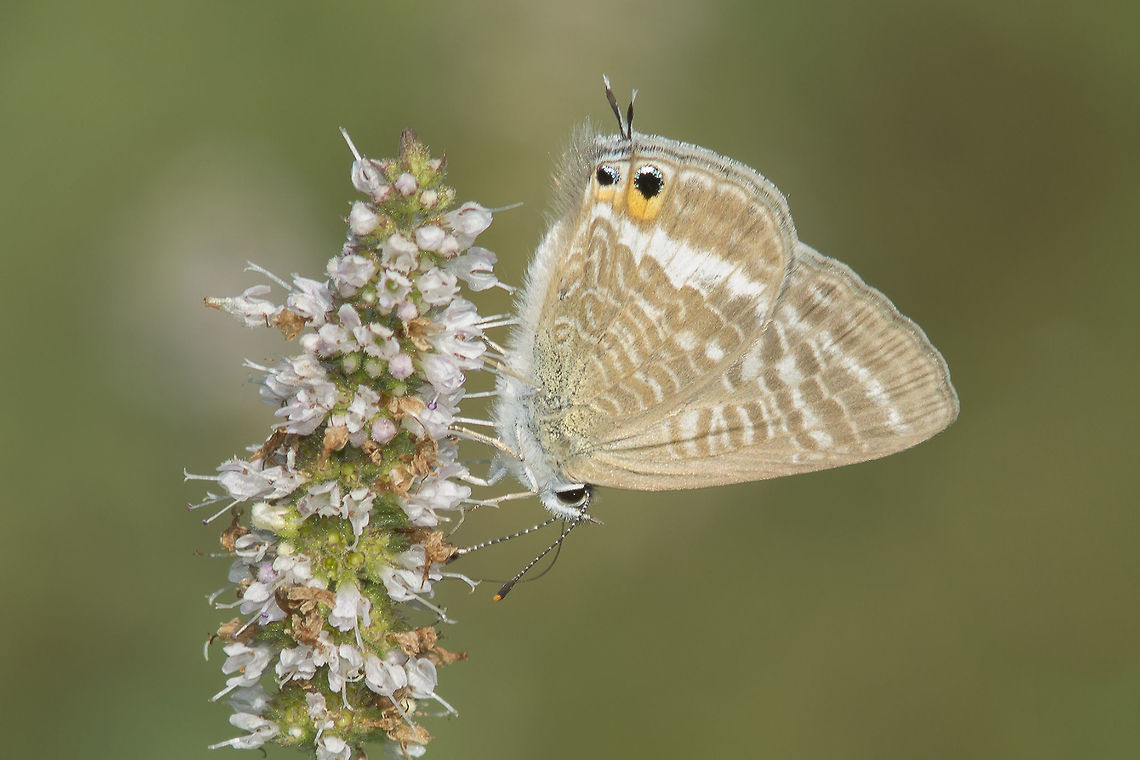 Lampides boeticus Lampides boeticus.<br />
<br />
Correct EXIF: f/5.6 | 200mm | EXT I Lampides boeticus,Peablue or Long-tailed Blue,animalia,biodiversity,butterfly,hexapoda,insects,lepidoptera,lycaenidae,rhopalocera