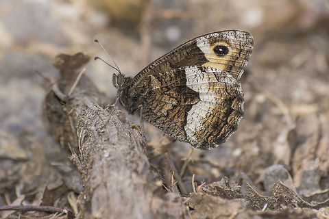Rock Grayling