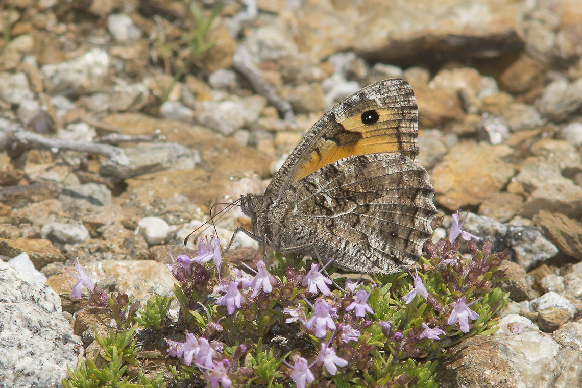 Hipparchia semele Hipparchia semele Grayling,Hipparchia semele,animalia,arthropoda,biodiversity,butterfly,hexapoda,insects,lepidoptera,nymphalidae,rhopalocera,satyrinae