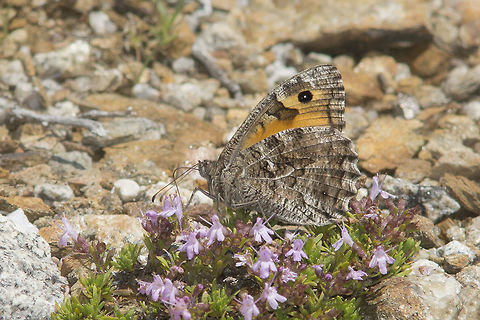 Grayling
