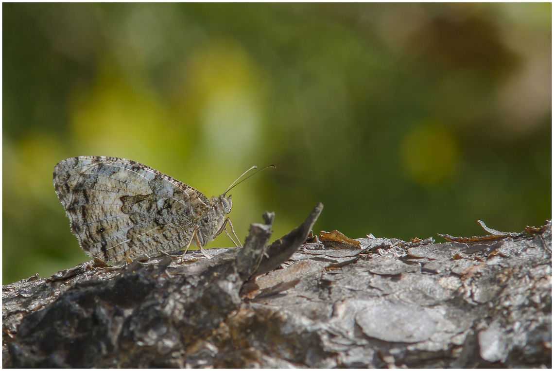 Behold Hipparchia semele Grayling,Hipparchia semele,animalia,arthropoda,biodiversity,butterfly,hexapoda,insects,lepidoptera,nymphalidae,rhopalocera,satyrinae
