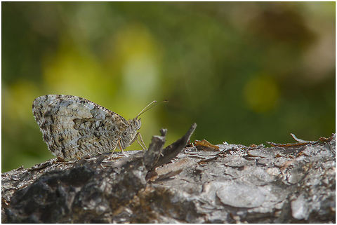Behold Hipparchia semele Grayling,Hipparchia semele,animalia,arthropoda,biodiversity,butterfly,hexapoda,insects,lepidoptera,nymphalidae,rhopalocera,satyrinae
