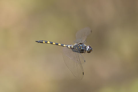 In flight Zygonyx torridus, adult male on patrol. Zygonyx torridus,animalia,anisoptera,arthropoda,biodiversity,dragonfly,insecta,libellulidae,odonata