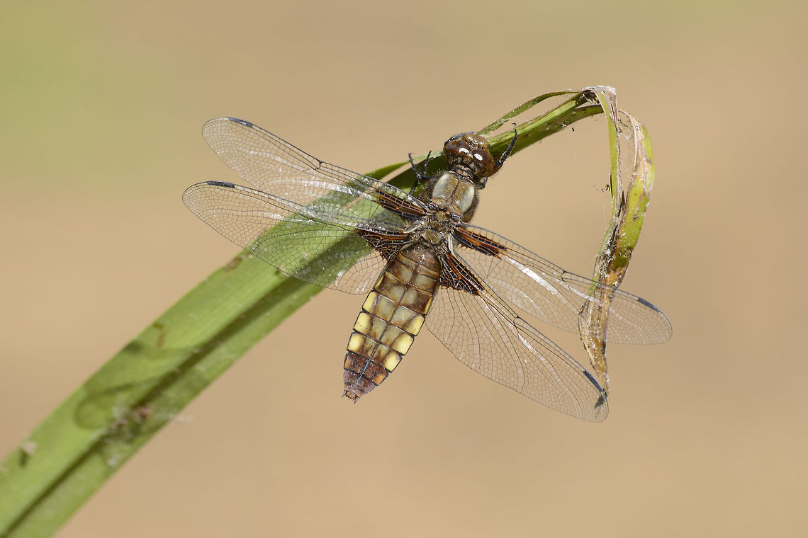 Libellula depressa Libellula depressa, adult female. Broad-bodied chaser,Libellula depressa,animalia,anisoptera,arthropoda,biodiversity,insecta,libellulidae,odonata