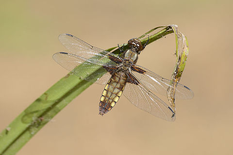 Libellula depressa Libellula depressa, adult female. Broad-bodied chaser,Libellula depressa,animalia,anisoptera,arthropoda,biodiversity,insecta,libellulidae,odonata