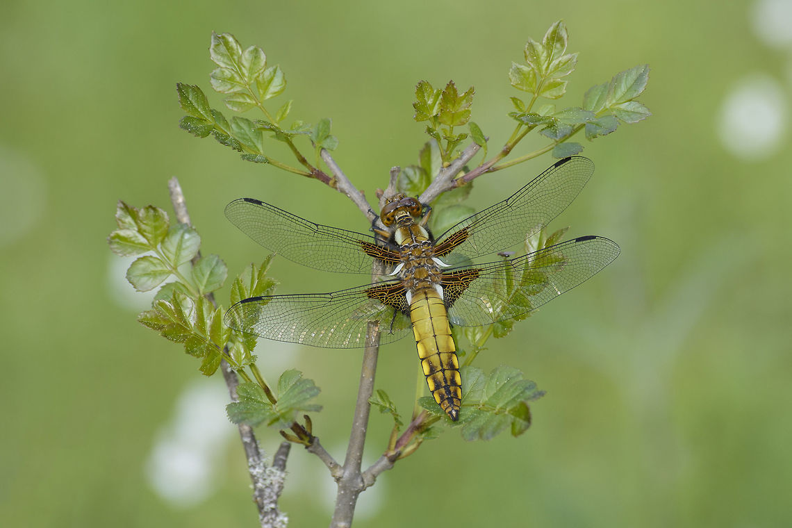 Libellula depressa Libellula depressa, immature male. Broad-bodied chaser,Libellula depressa,animalia,anisoptera,arthropoda,biodiversity,insecta,libellulidae,odonata