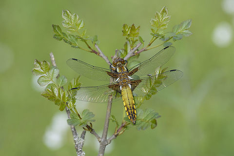 Libellula depressa Libellula depressa, immature male. Broad-bodied chaser,Libellula depressa,animalia,anisoptera,arthropoda,biodiversity,insecta,libellulidae,odonata