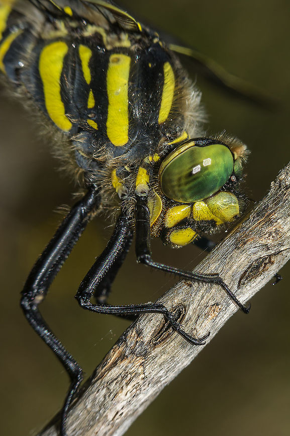 Cordulegaster boltonii Detail of the eye of a male Cordulegaster boltonii.<br />
<br />
Correct EXIF: f/8 | 200mm INV | Flash Cordulegaster boltonii,Golden-ringed Dragonfly,animalia,anisoptera,arthropoda,biodiversity,cordulegastridae,dragonfly,insecta,odonata