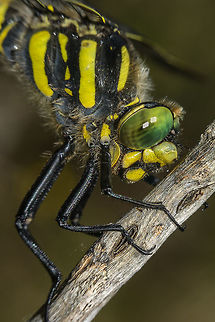 Golden-ringed dragonfly